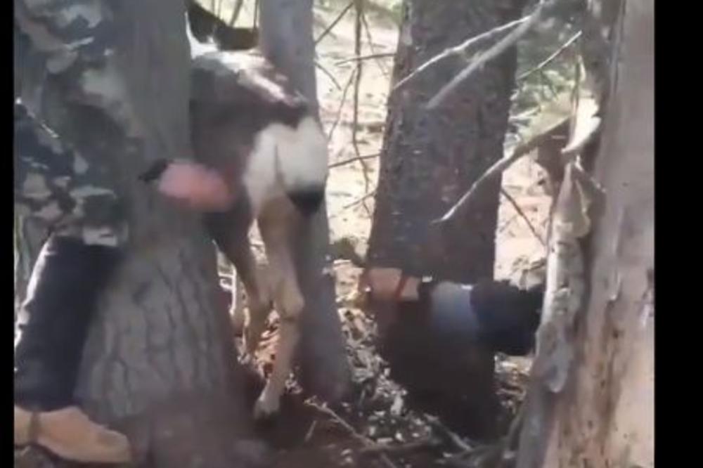 SRNA SE ZAGLAVILA IZMEĐU DVA DRVETA: Lovac je to video i UZEO SEKIRU U RUKE... (VIDEO)
