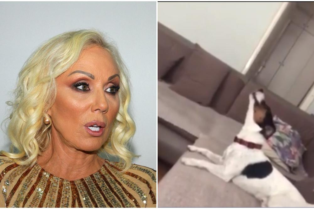 OVO JE HIT NAD HITOVIMA: Pogledajte kako pas peva pesmu Lepe Brene! (VIDEO)