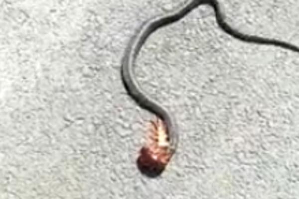 KOBRA JE NAPALA DŽINOVSKU STONOGU: Ono što se desilo NIKO NIJE OČEKIVAO! (VIDEO)