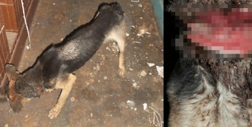 Pas je visio sa balkona pet sati  