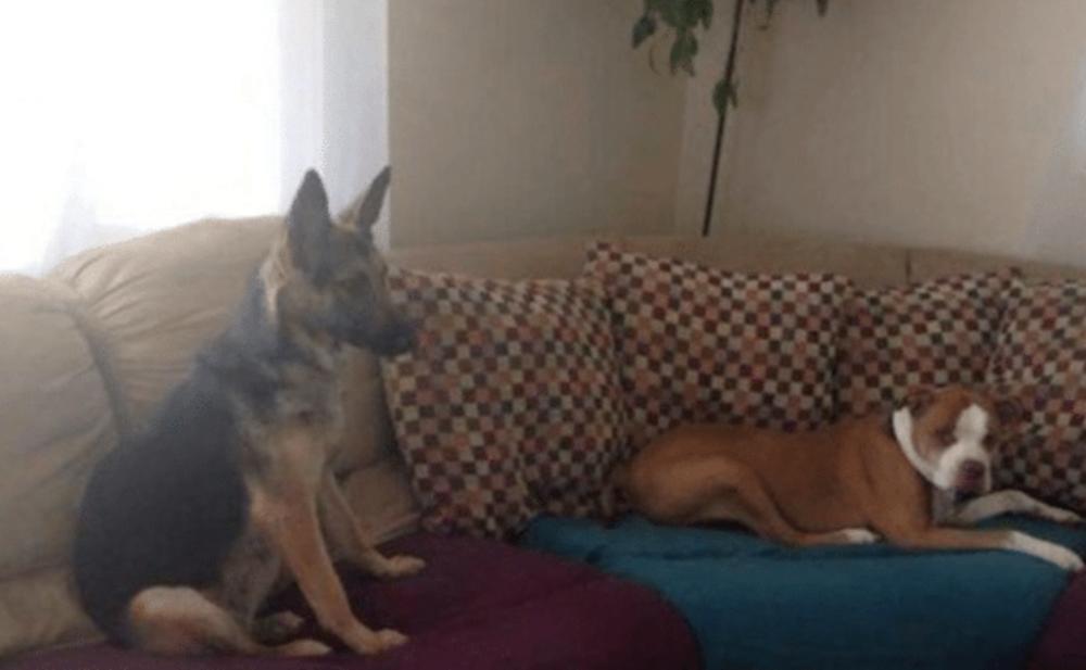 Pas je visio sa balkona pet sati  