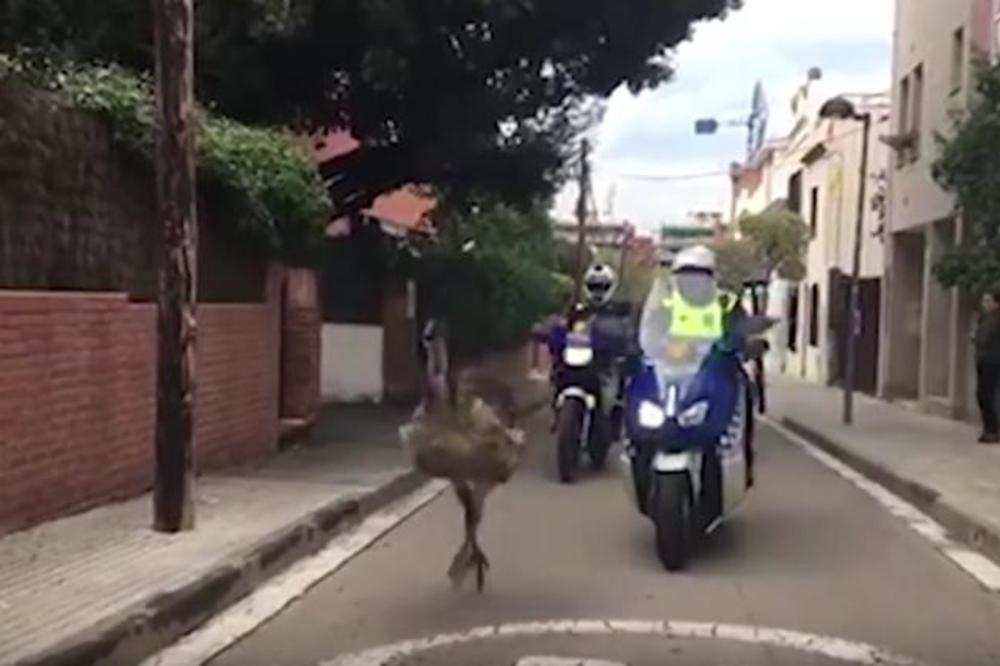 NESREĆNA ŽIVOTINJA JE UMRLA OD STRESA: Dok je EMU KOPNIO, oni su se SMEJALI! Snimak iz Barselone ZGROZIO JE SVET