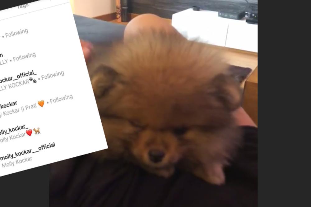 PAS KIJE KOCKAR USKORO ĆE ZARAĐIVATI VIŠE LOVE OD LUNE ĐOGANI: Za sat vremena više od 50 fan stranica male MOLI!