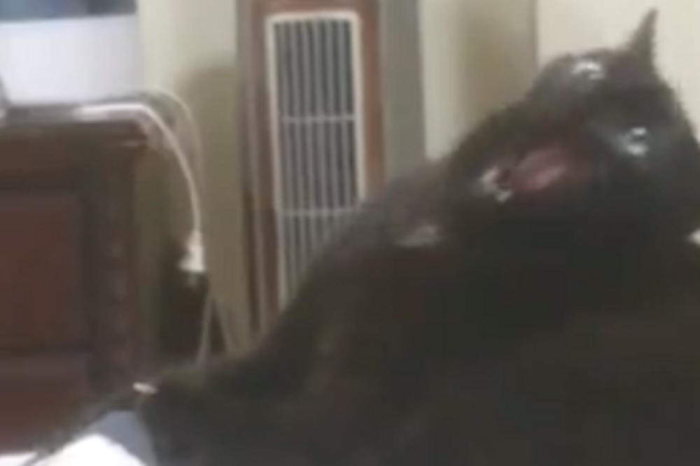 OPASNOST OD CVETA KOJI SVI ZNAMO! Mačka je uginula, a da ga NIJE NI PIPNULA!