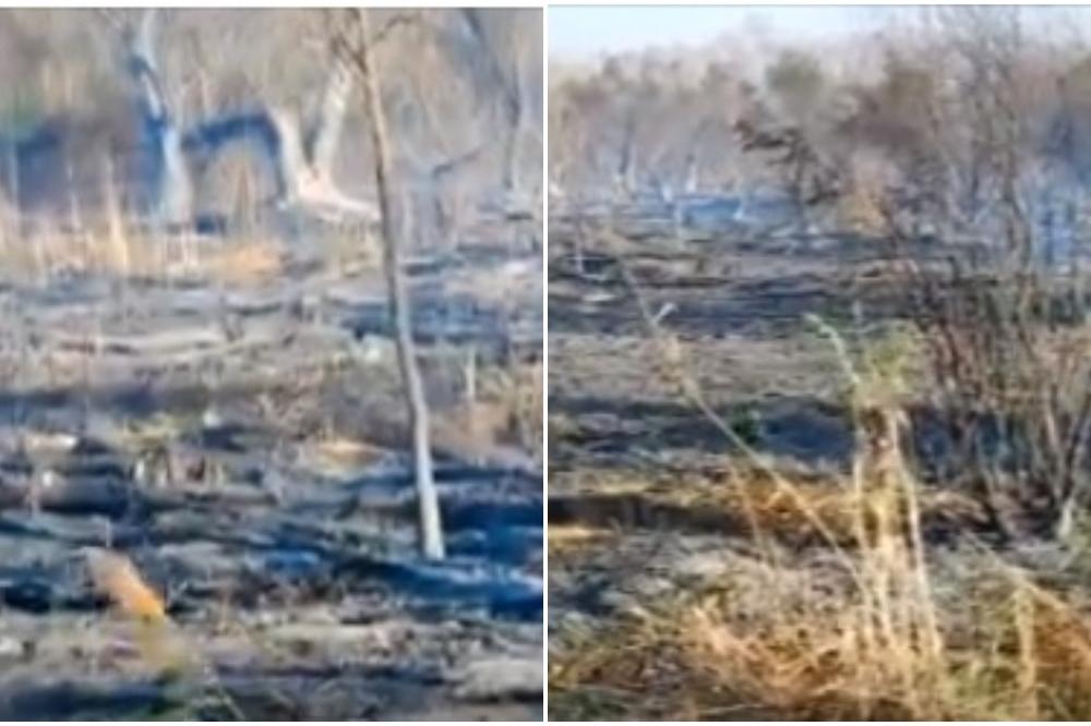 GORI CARSKA BARA: Ozbiljno ugrožen jedan od najvećih rezervata ptica u Srbiji! (VIDEO)