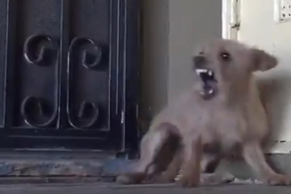 SNIMAK OVOG PSA OBIŠAO JE PLANETU: Kada su mu pokazali LJUBAV, dogodilo se nešto čudesno! (VIDEO)