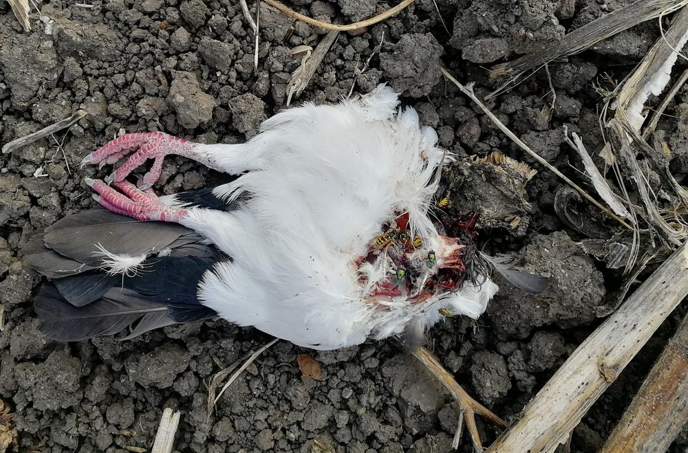 STRAHOVITO TROVANJE KOD VRŠCA  