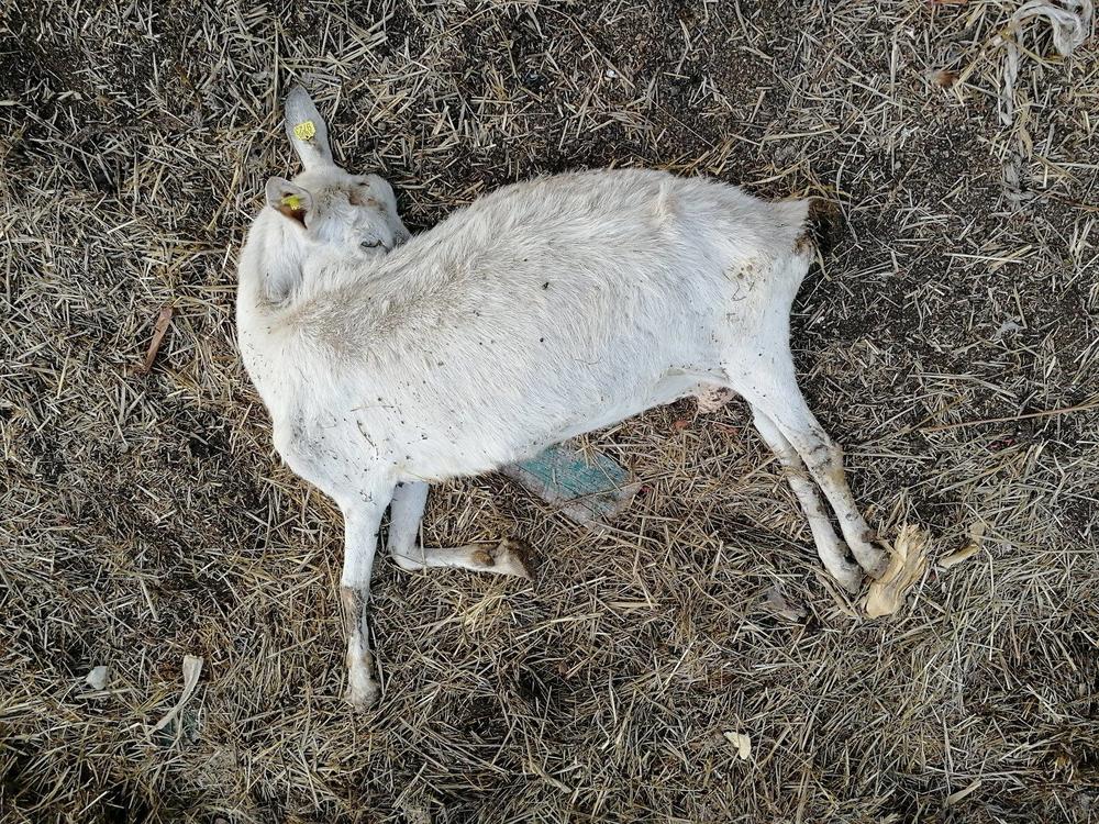 STRAHOVITO TROVANJE KOD VRŠCA  