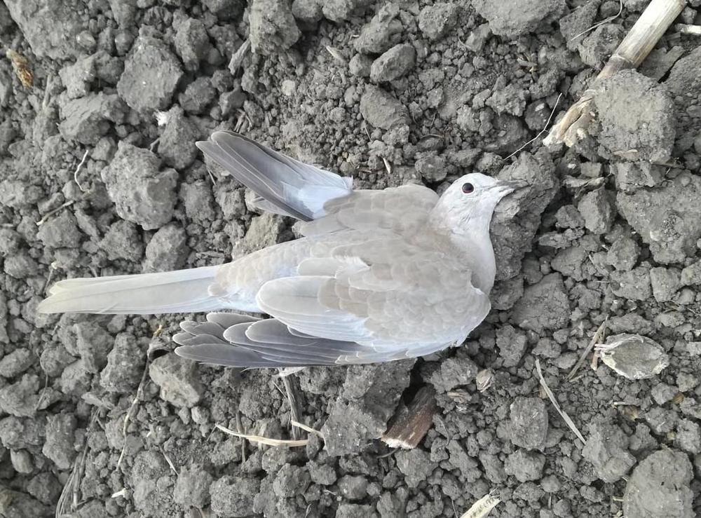 STRAHOVITO TROVANJE KOD VRŠCA  