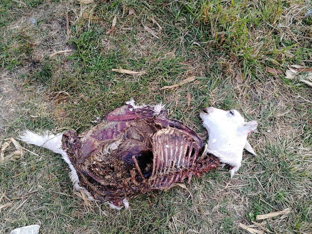 STRAHOVITO TROVANJE KOD VRŠCA  