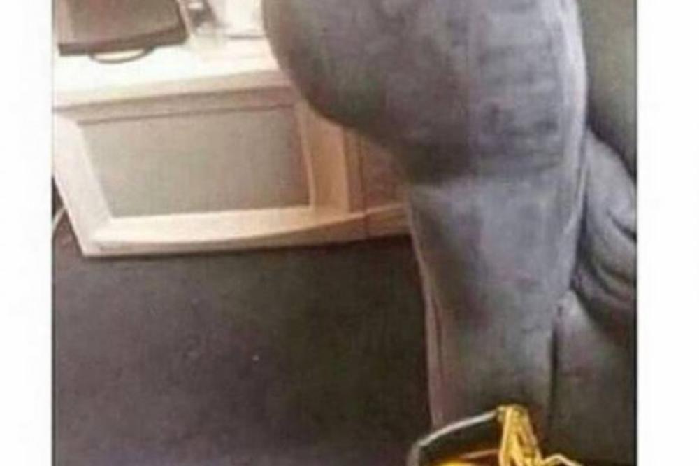 OVA FOTOGRAFIJA JE PREVARILA MNOGE : Nasmejaćete se kada vidite šta je zapravo na njoj!