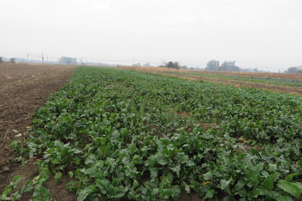 U TOKU PRIJAVA PARCELA ZA SUBVENCIJE: Daje se 18.000 po hektaru poljoprivrednog zemljišta, ovo su VAŽNI DETALJI!