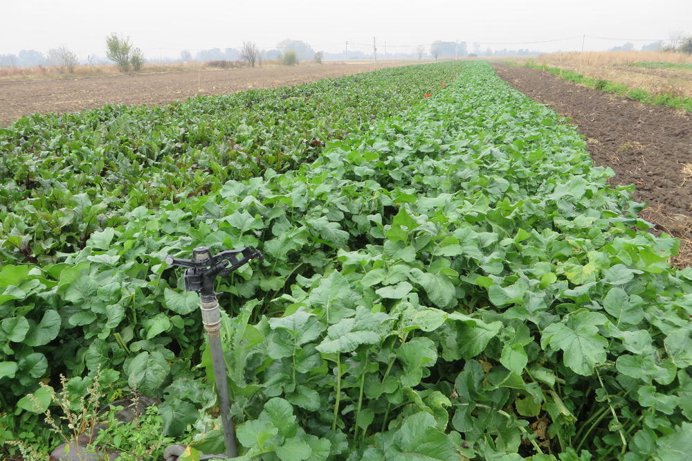 OVAJ ZAČIN ODLIČNO USPEVA U SRBIJI: Zarada od njegove proizvodnje je BAŠ VELIKA