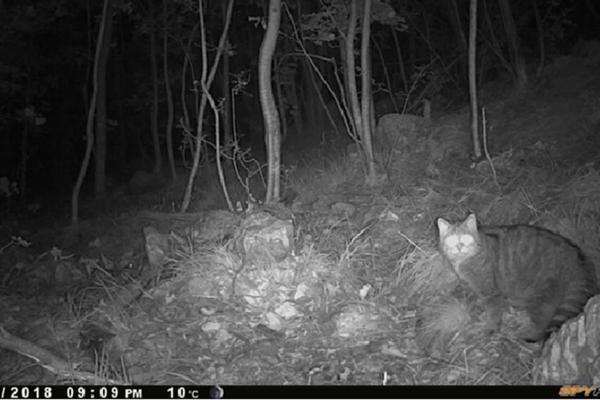 OVO SE RETKO VIĐA! U hrvatskom nacionalnom parku snimljena UGROŽENA ŽIVOTINJA! (VIDEO)