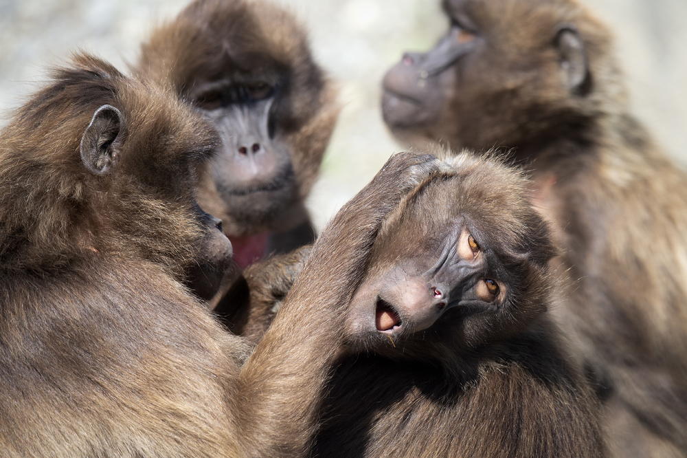 JAPAN U STRAHU: Majmuni NAPADAJU kao ludi, 42 osobe POVREĐENE!