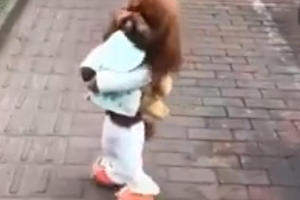 GURA TORBICU, PAPUČE I ODELCE: Pas ide na 2 NOGE, smeje se i pozira pred KAMEROM! (VIDEO)