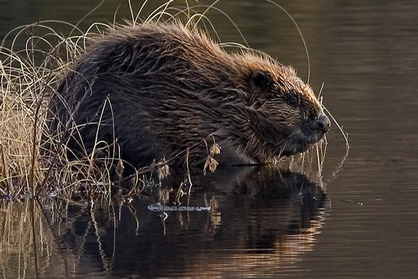PAR IZ NEMAČKE UMALO UBIO DABAR! Životinja im je uradila nešto ZASTRAŠUJUĆE!