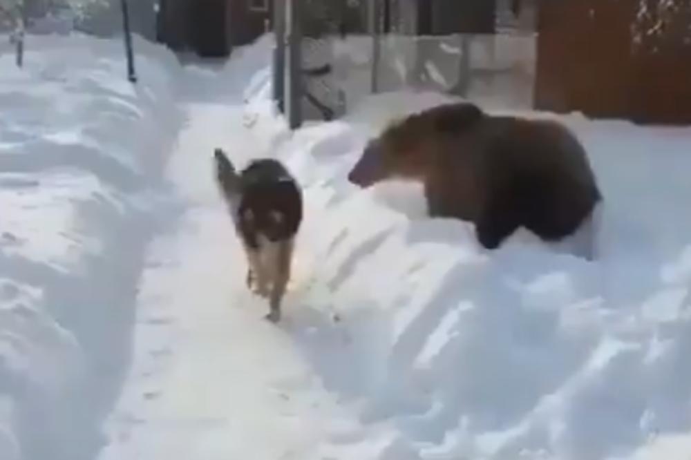 NESVAKIDAŠNJI SUSRET: Pas je naišao na medveda, a onda se desilo nešto neočekivano! (VIDEO)