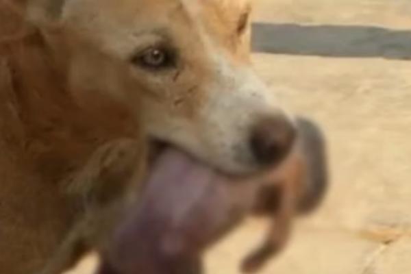 NEŽNO JE PODIGAO BEBU USTIMA: Pogledajte kako je pas lutalica spasio NOVOROĐENČE OD SIGURNE SMRTI! (VIDEO)