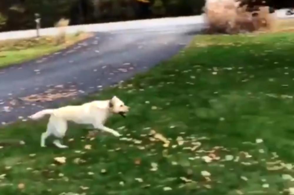 OVAJ PAS NAM JE POKAZAO ZAŠTO VOLIMO JESEN: Snimak će vam sigurno izmamiti osmeh! (VIDEO)
