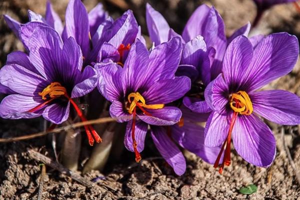 OVO JE NAJSKUPLJI I NAJTRAŽENIJI PRAH NA SVETU: Zaradite na legalan način 20 hiljada evra za kilogram!