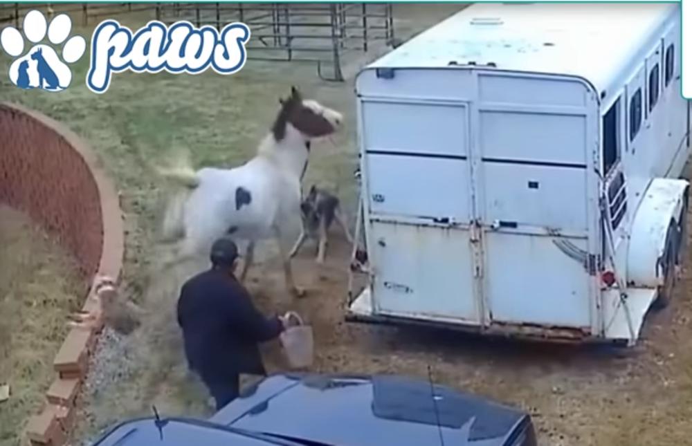 Konj je odbacio pit bula nogama  