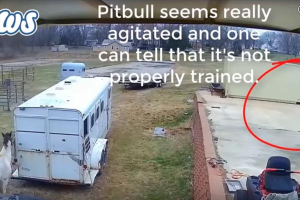 PITBUL NAPAO KONJA, POČEO DA GA GRIZE: Bila mu je to POSLEDNJA STVAR KOJU JE URADIO U ŽIVOTU! (VIDEO)