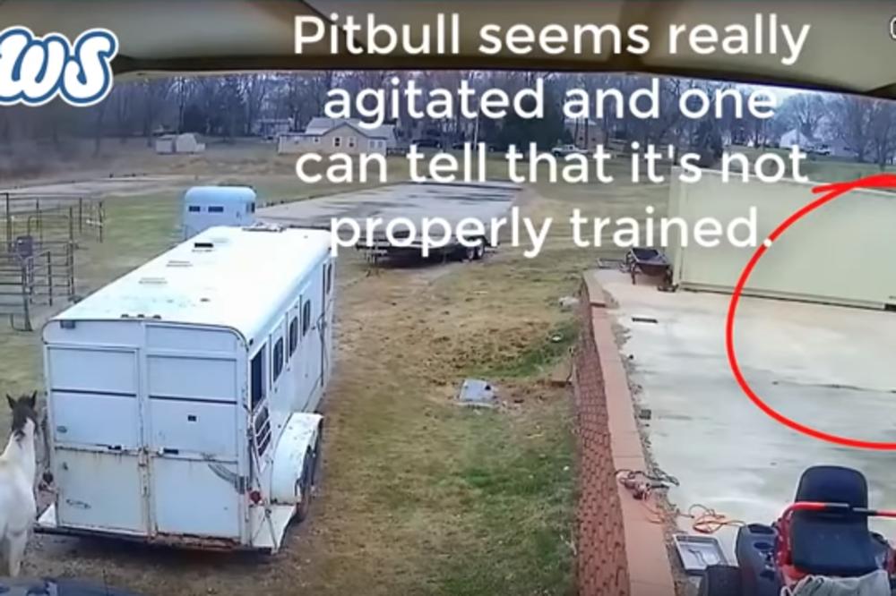 PITBUL NAPAO KONJA, POČEO DA GA GRIZE: Bila mu je to POSLEDNJA STVAR KOJU JE URADIO U ŽIVOTU! (VIDEO)