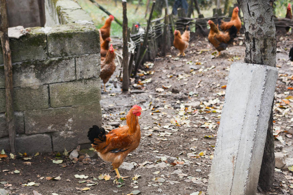 Marija i Živan gaje kokoške ispred svog doma  