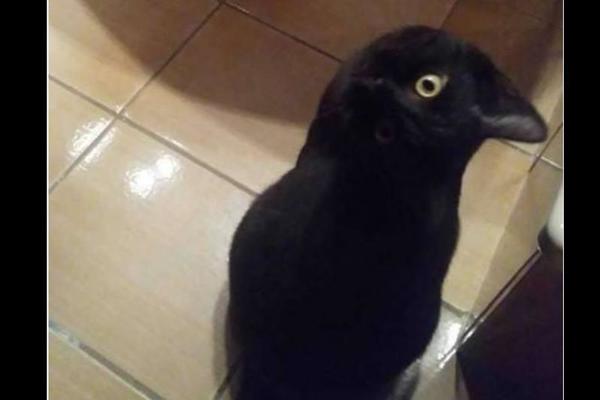 MAČKA ILI VRANA? Ova fotografija je potpuno zbunila društvene mreže!