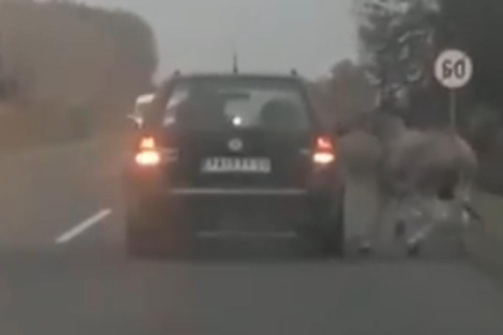 PANČEVAC KOLIMA VUČE MAGARCA PO PUTU! Najnoviji JEZIVI VIDEO zlostavljanja životinja u Srbiji!