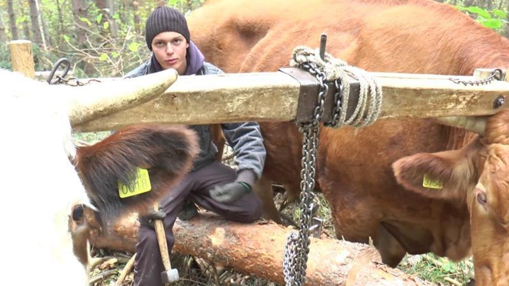 Stefan Laković (18) iako se školuje u Užicu, svaki slobodan trenutak koristi da dođe u Lijepu ravan da pomogne roditeljima u šumi  