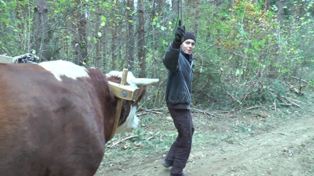 Stefan Laković, drvoseča, volovi  