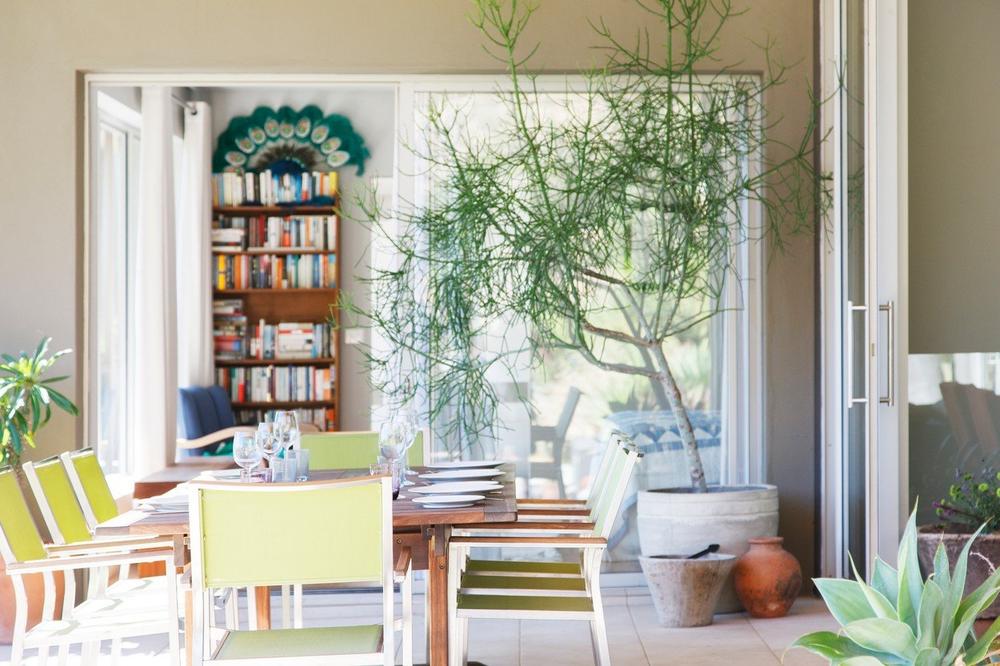 OVA BILJKA PRIVLAČI NOVAC U VAŠU KUĆU: Bitno je samo da je stavite u odgovarajuću PROSTORIJU!