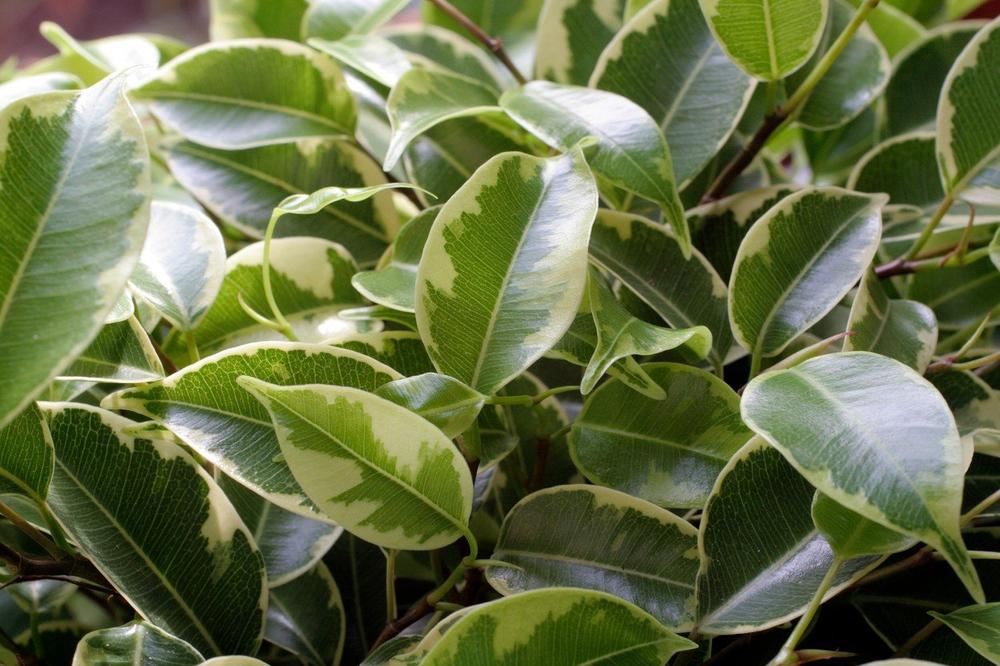 NAJGORE SOBNE BILJKE KOJE TREBA ŠTO PRE IZBACITI: U Srbiji ih SVAKA KUĆA ima, a ne znate da su OTROVNE