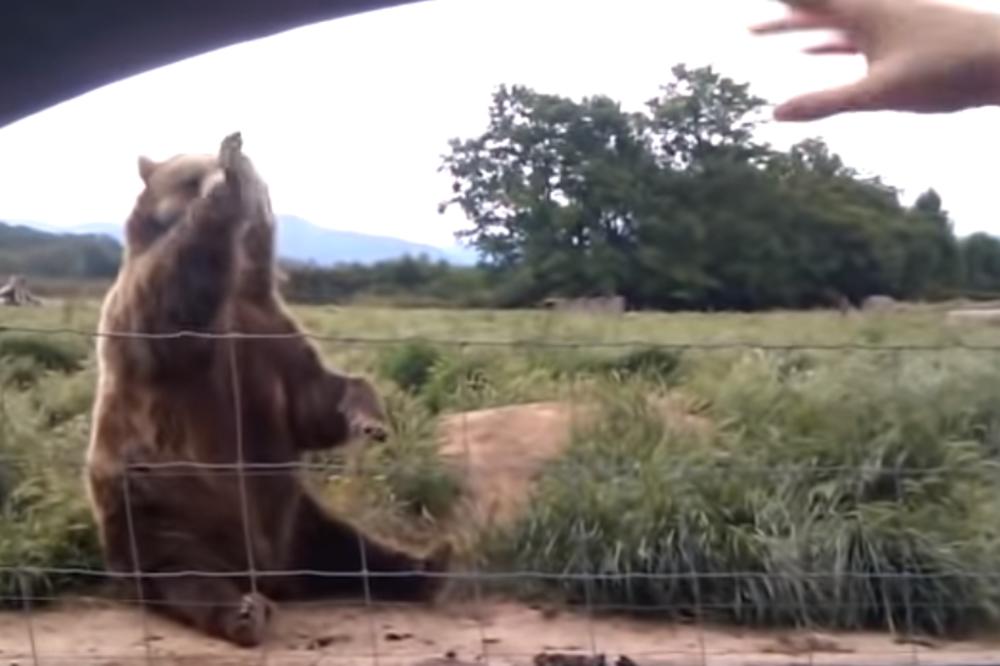 NEĆETE VEROVATI SVOJIM OČIMA: Devojčica je mahnula medvedu, a onda je on uradio nešto NEVEROVATNO! (VIDEO)