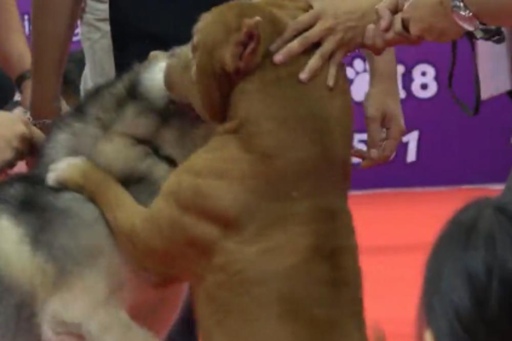 UŽAS, PITBUL NAPAO HASKIJA NA IZLOŽBI PASA: Liptala je krv, vlasnici nisu mogli da ih razdvoje! (VIDEO)