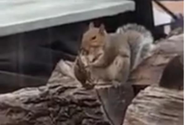 VEVERICA JEDE PTICU: Internet ne veruje, ovo NIJE NORMALNO! (VIDEO)