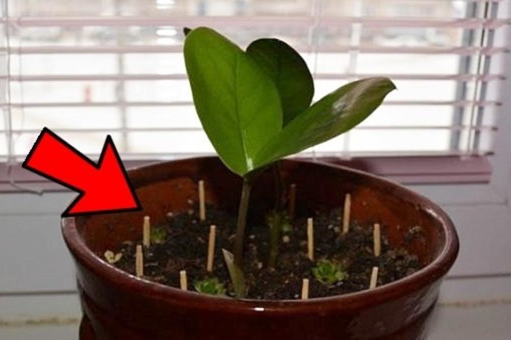 STAVILA JE ŠIBICE U SAKSIJU SA CVEĆEM! Rezultat će vas ZAPREPASTITI, a ovo će vam postati SVAKODNEVNA RADNJA