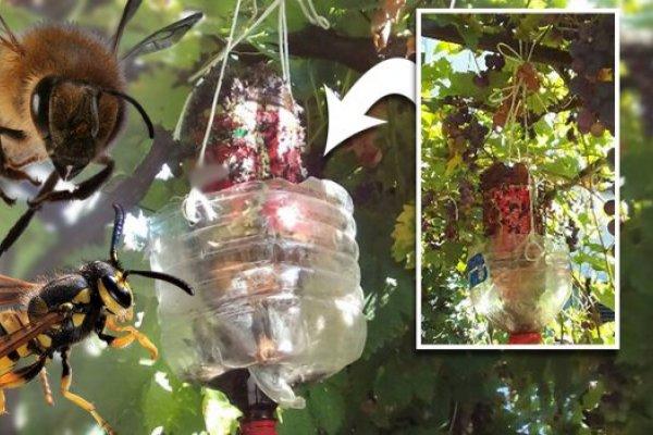 OKAČIO JE FLAŠU U DVORIŠTE I STAVIO DVE STVARI: Ose i stršljenovi su odmah počeli da padaju mrtvi