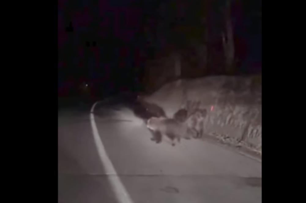 TERAJ ZA NJIMA, TERAJ: BALKANCI automobilom gonili MEDVEDE! (VIDEO)