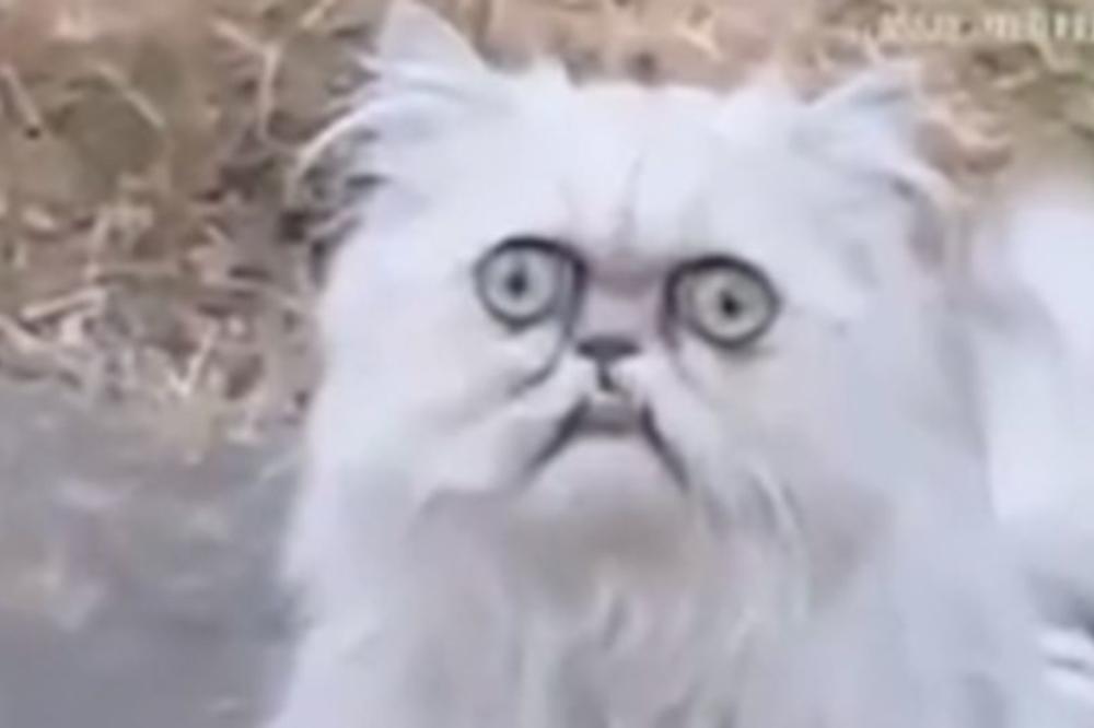 NE ZNAŠ DA LI DA SE SMEJEŠ ILI PLAČEŠ: Pronašli smo NAJRUŽNIJU mačku na svetu! (VIDEO)