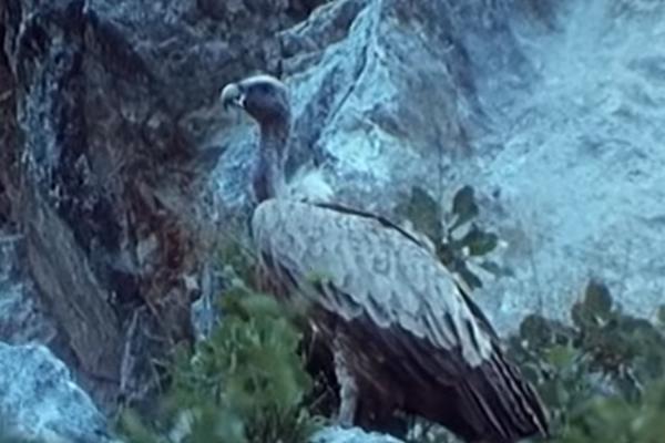 OTROVANI POSLEDNJI BELOGLAVI SUPOVI U BLAGAJU! Pa ko je normalan mogao ovo da uradi???