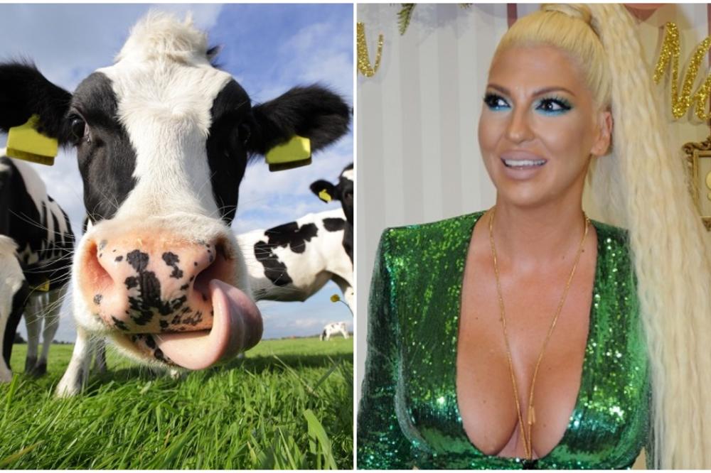 ZAŠTO LJUDI PIJU MLEKO OD KRAVE, A NE LJUDSKO? Karleuša tvrdi da krava mora da rodi tele da bi imala mleko