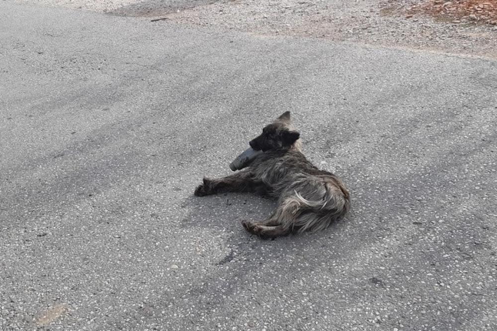 BRUTALNO MUČILI PSA U OBRENOVCU: Nosio je nabijenu flašu u vilici MESECIMA! (FOTO)