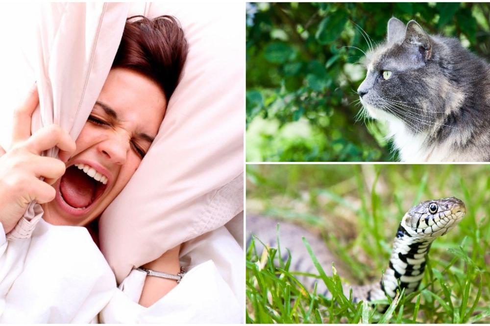 KOJU ŽIVOTINJU NAJČEŠĆE SANJATE? Ako su ZMIJA ili MAČKA, imamo LOŠE VESTI za vas!