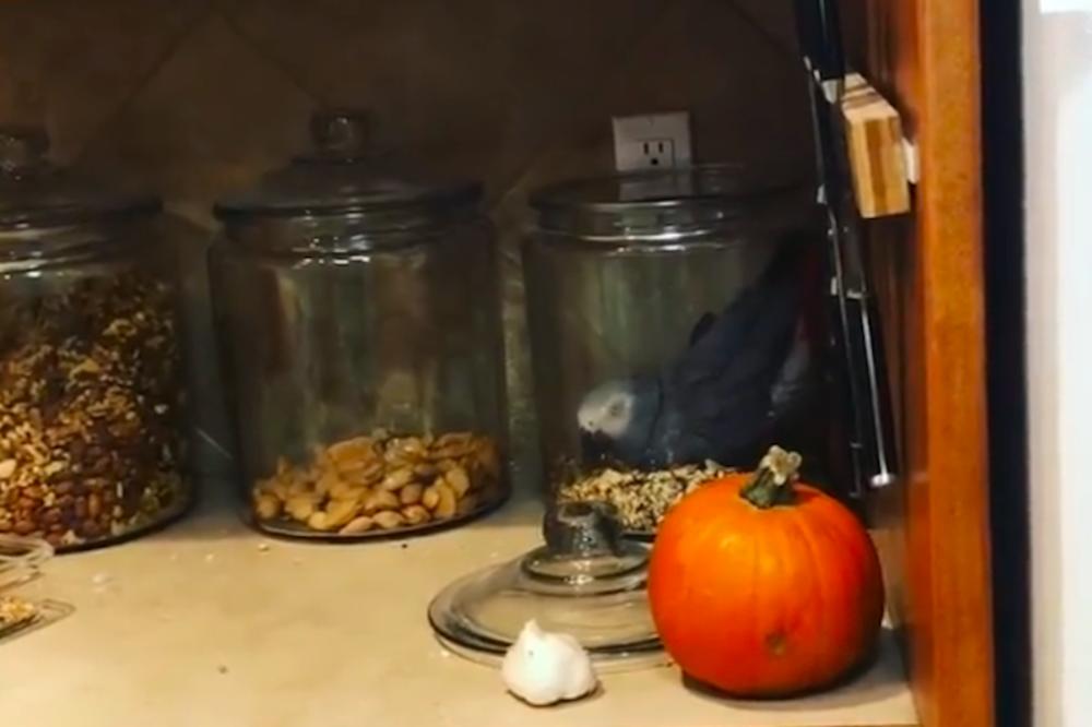 OVAKVO PONAŠANJE PAPAGAJA JOŠ NISTE VIDELI! Uhvaćen je u krađi, a njegova reakcija bila je urnebesna! (VIDEO)