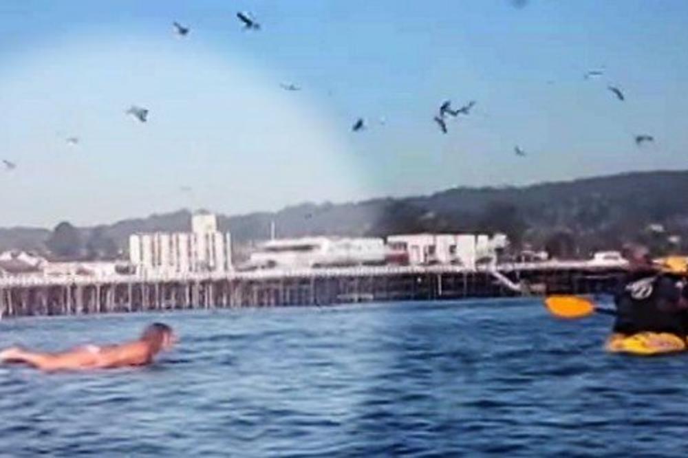 SNIMALA JE ĆERKU NA PLAŽI, PTICE SU PREDOSETILE NEŠTO STRAŠNO: Za par sekundi se desio NEVEROVATAN ŠOK! (VIDEO)