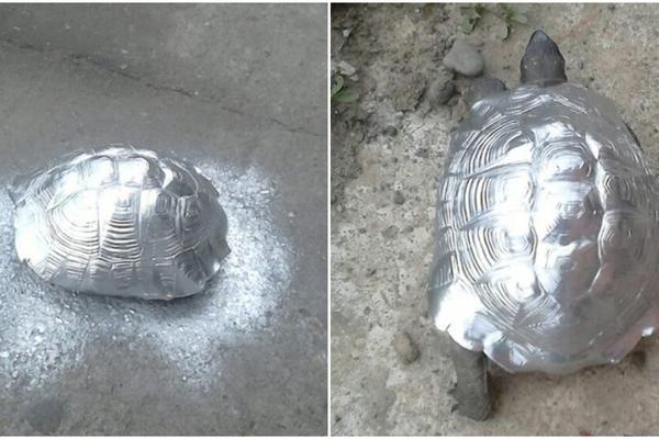 HULIGANI IZ HIRA NAPRSKALI KORNJAČU SREBRNIM SPREJOM: Mučena životinja udiše HEMIKALIJE kroz oklop! (FOTO)