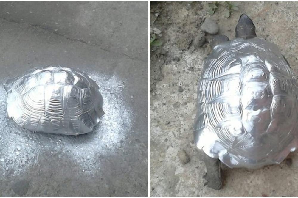 HULIGANI IZ HIRA NAPRSKALI KORNJAČU SREBRNIM SPREJOM: Mučena životinja udiše HEMIKALIJE kroz oklop! (FOTO)